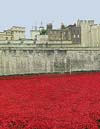 Photograph  Poppies at the Tower of  london