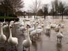 Photograph    Worcester swans