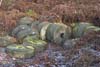 Photograph     peak district millstones near padley gorge 