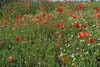 Photograph  poppies near nottingham